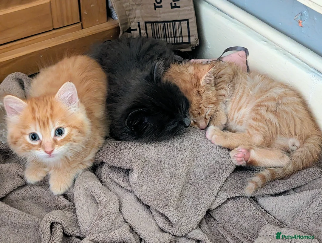 Mixed Breed cats for sale: Stunning fluffy tabby kittens - Advert 1