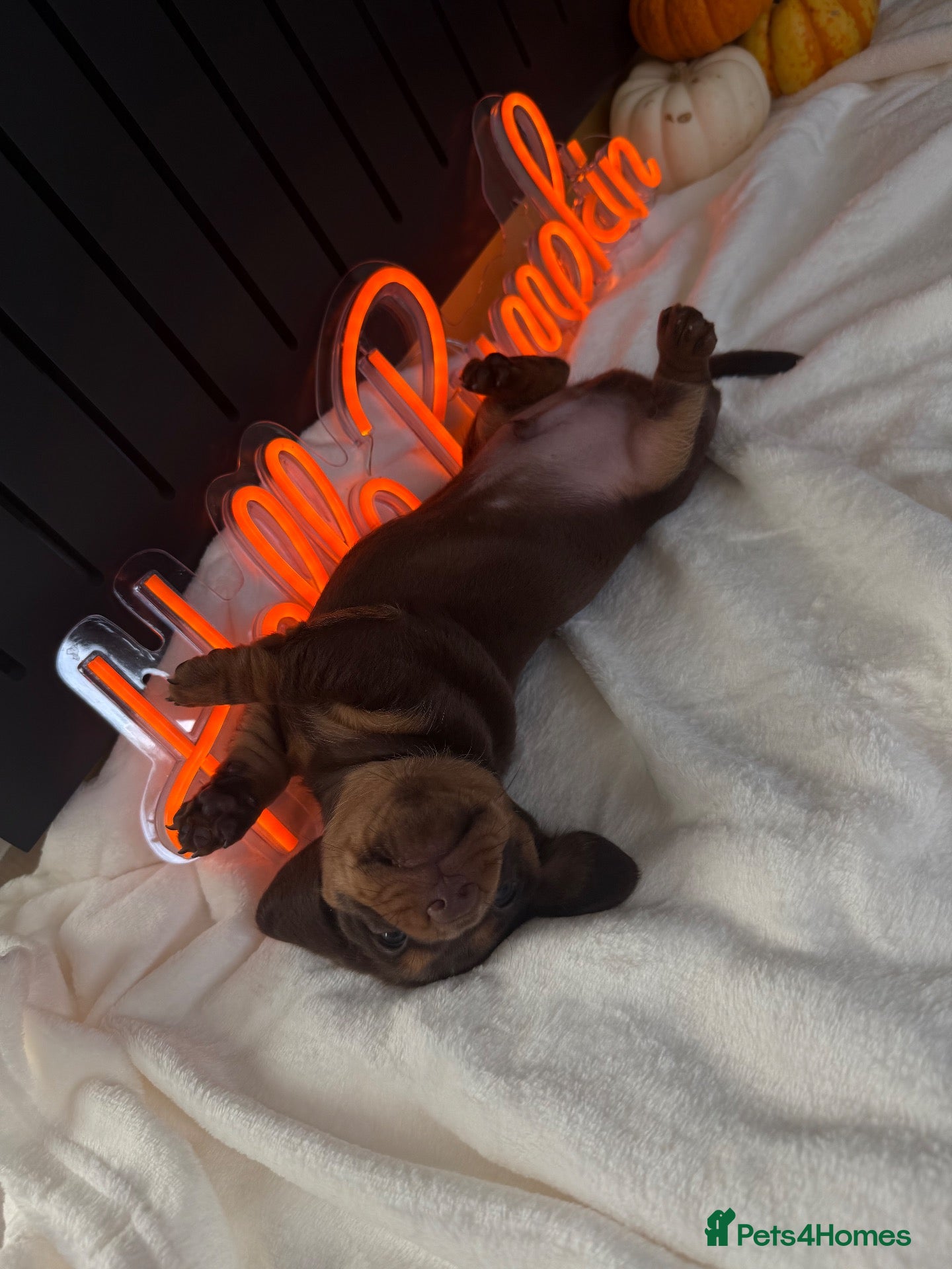 Miniature Dachshund dogs PERFECT LITTER OF MINIATURE DACHSHUNDS - Advert 2
