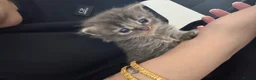 Mixed Breed cats for sale: Kittens for sale  in Milton Keynes - Advert 8