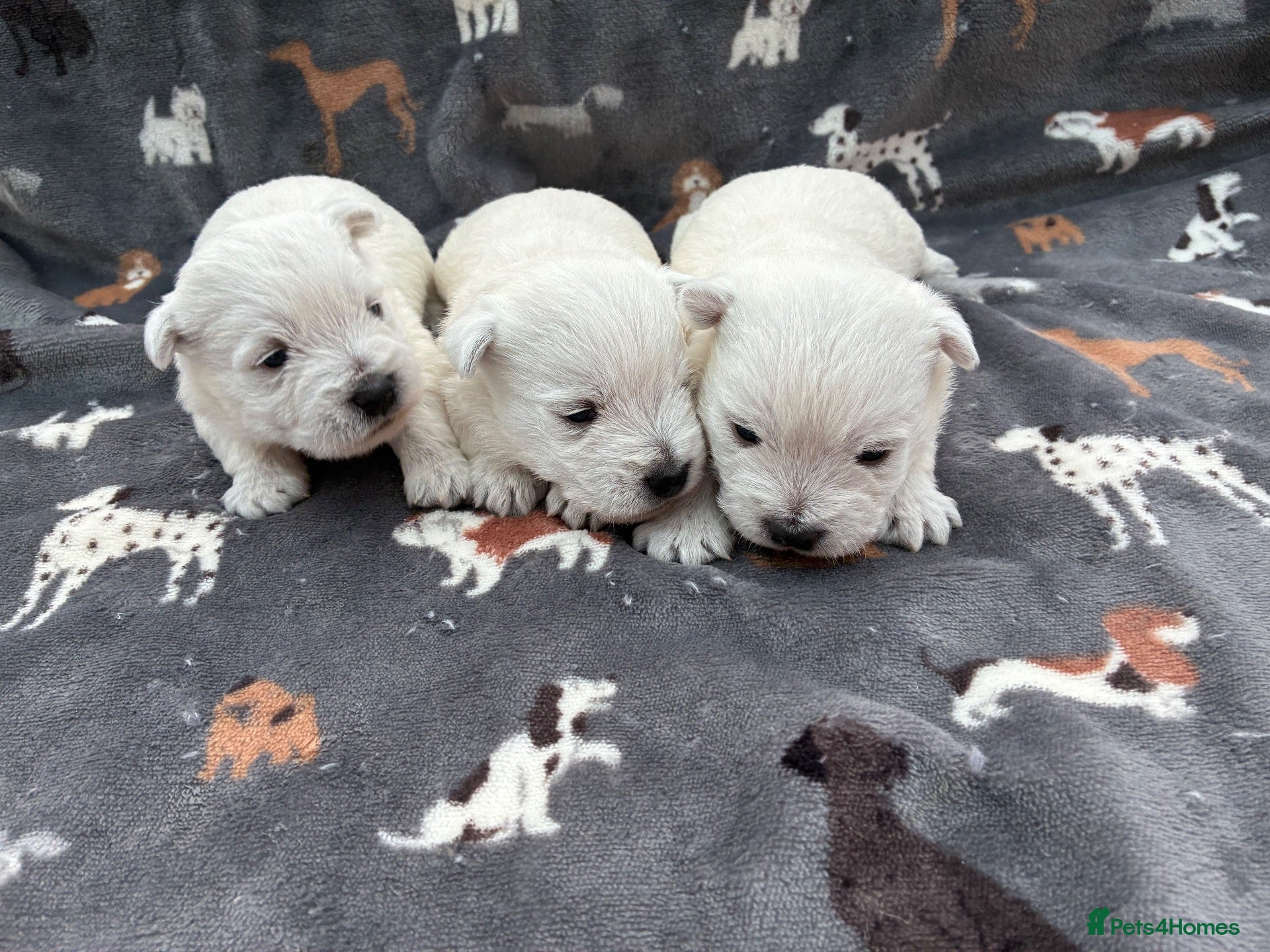 West Highland Terrier dogs West Highland Terriers  - Advert 1