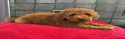 Miniature Poodle dogs for sale: Stunning Fox Red Minature Poodle Pups  - Advert 4