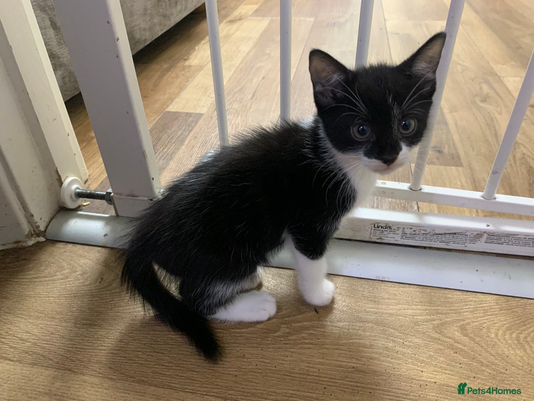 Mixed Breed cats for sale: Black & White Kittens - Image 2
