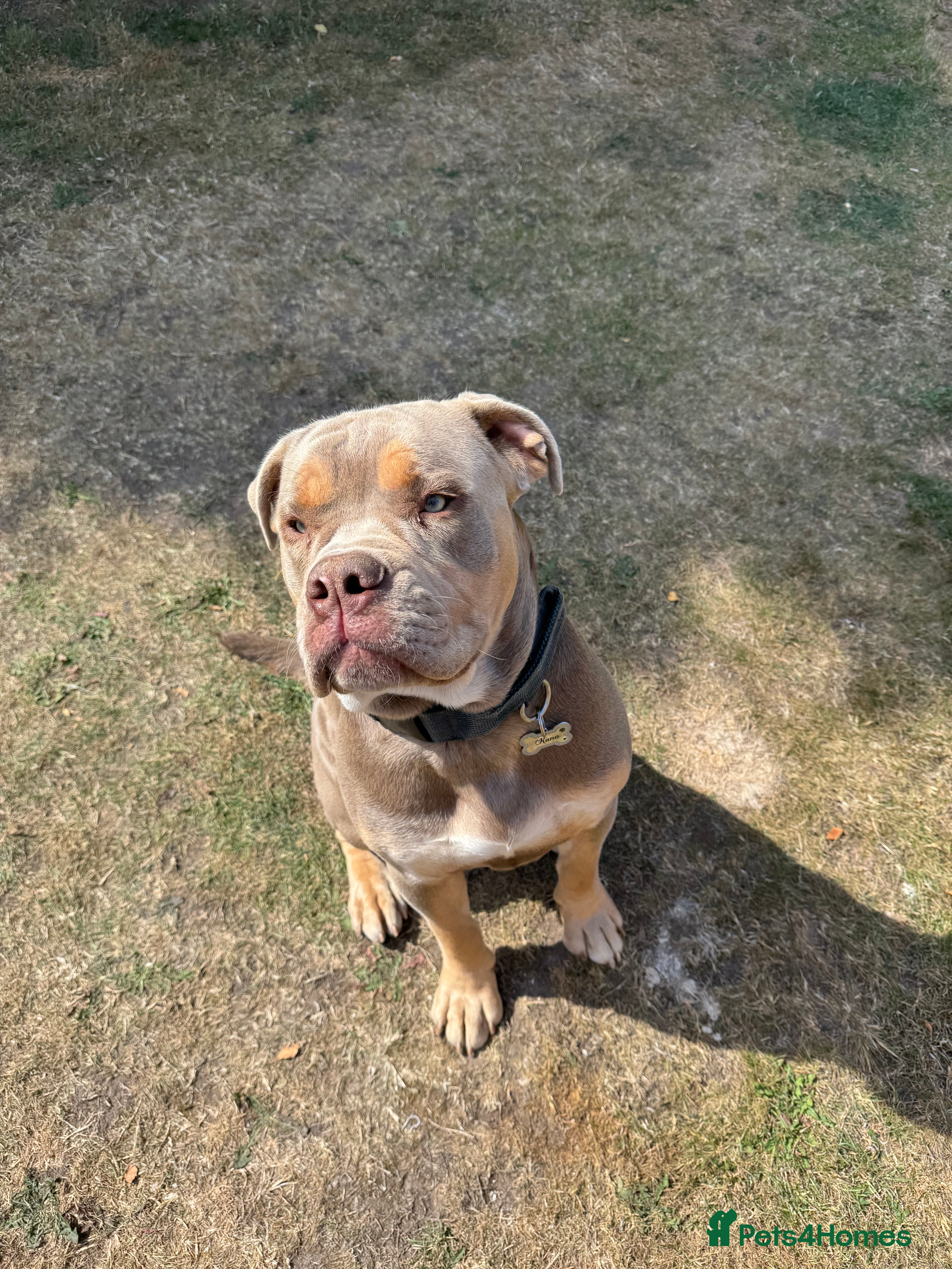 Olde English Bulldogge dogs Old English in need of a loving home  - Advert 1