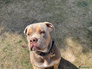 Olde English Bulldogge dogs Old English in need of a loving home - Advert 6