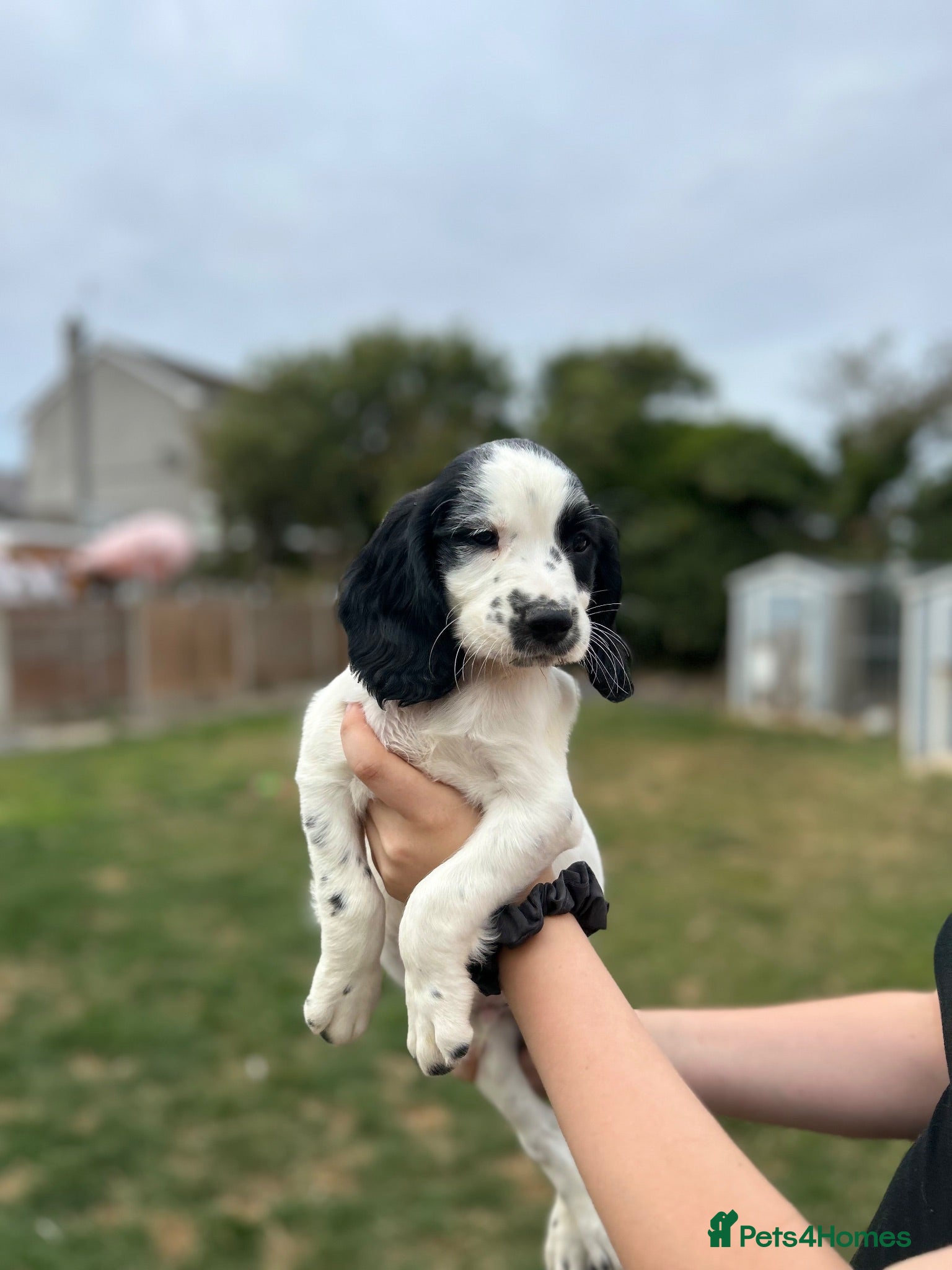 English Springer Spaniel dogs  springer spaniels pups for sale  - Advert 21
