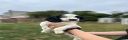 English Springer Spaniel dogs for sale: READY FOR THEIR NEW HOMES!! KC registered - Advert 1
