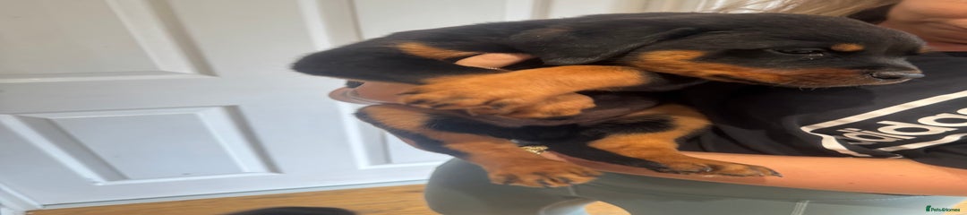 Rottweiler Puppy 3 (Blue)