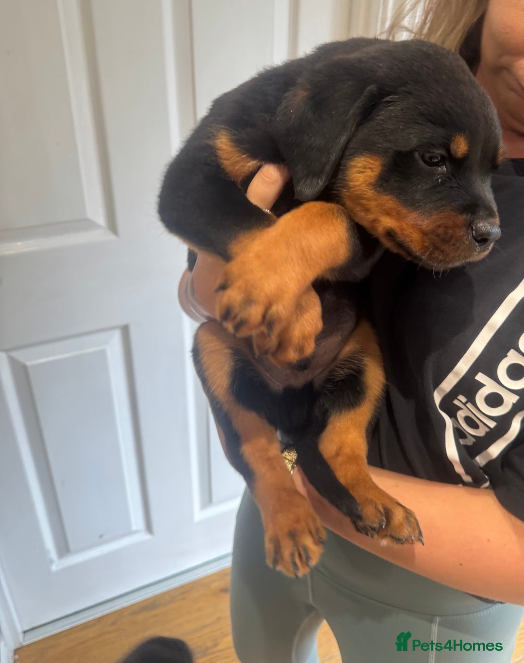 Rottweiler dogs for sale: Rottweiler chunky Puppies *READY TO LEAVE* - Image 9