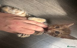 Bengal cats for sale: Snow Mink/Brown Rossette Blue Eyed Bengals - Image 30