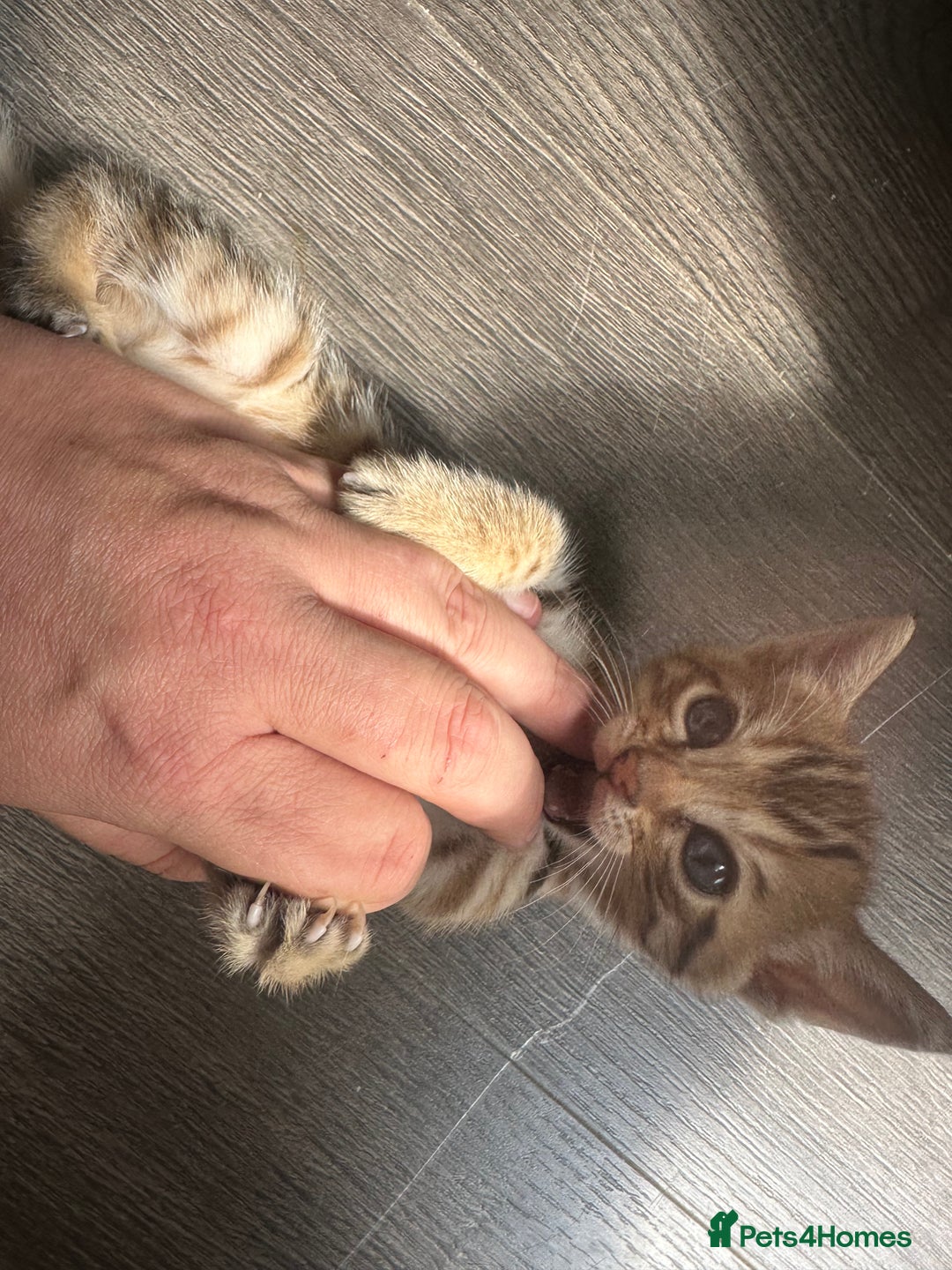 Bengal cats for sale: Snow Mink/Brown Rossette Blue Eyed Bengals - Image 30