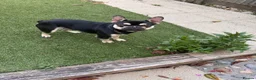 French Bulldog dogs for sale: 1 year old male in need of loving home ⭐  - Advert 4