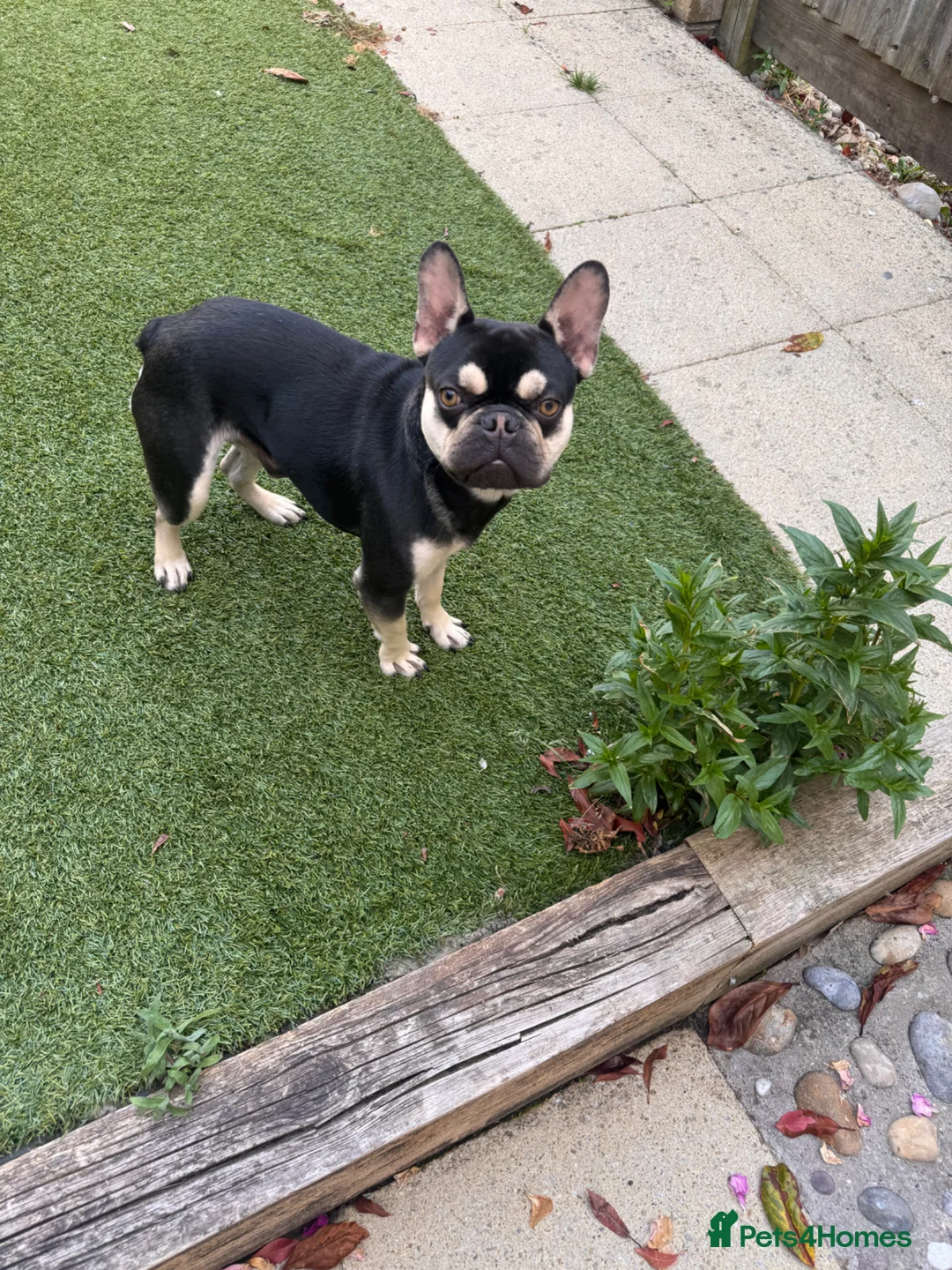 French Bulldog dogs for sale: 1 year old male in need of loving home ⭐  - Advert 4