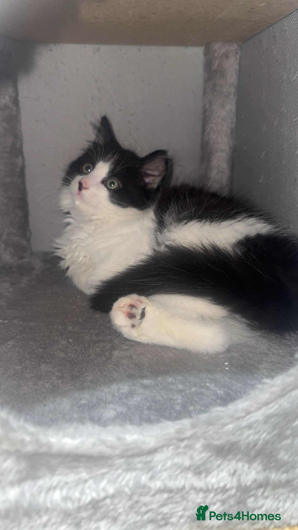 Domestic Shorthair cats for sale: 2 boys and 2 girl kittens - Advert 11
