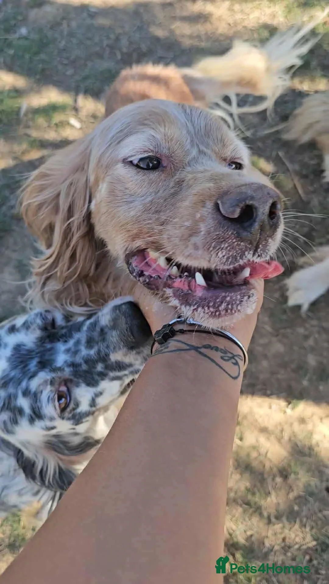 English Setter dogs for adoption: Harley - Advert 2