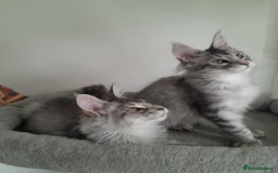 Maine Coon cats for sale: 3 maine coon girls black silver TICA pedigree - Image 12
