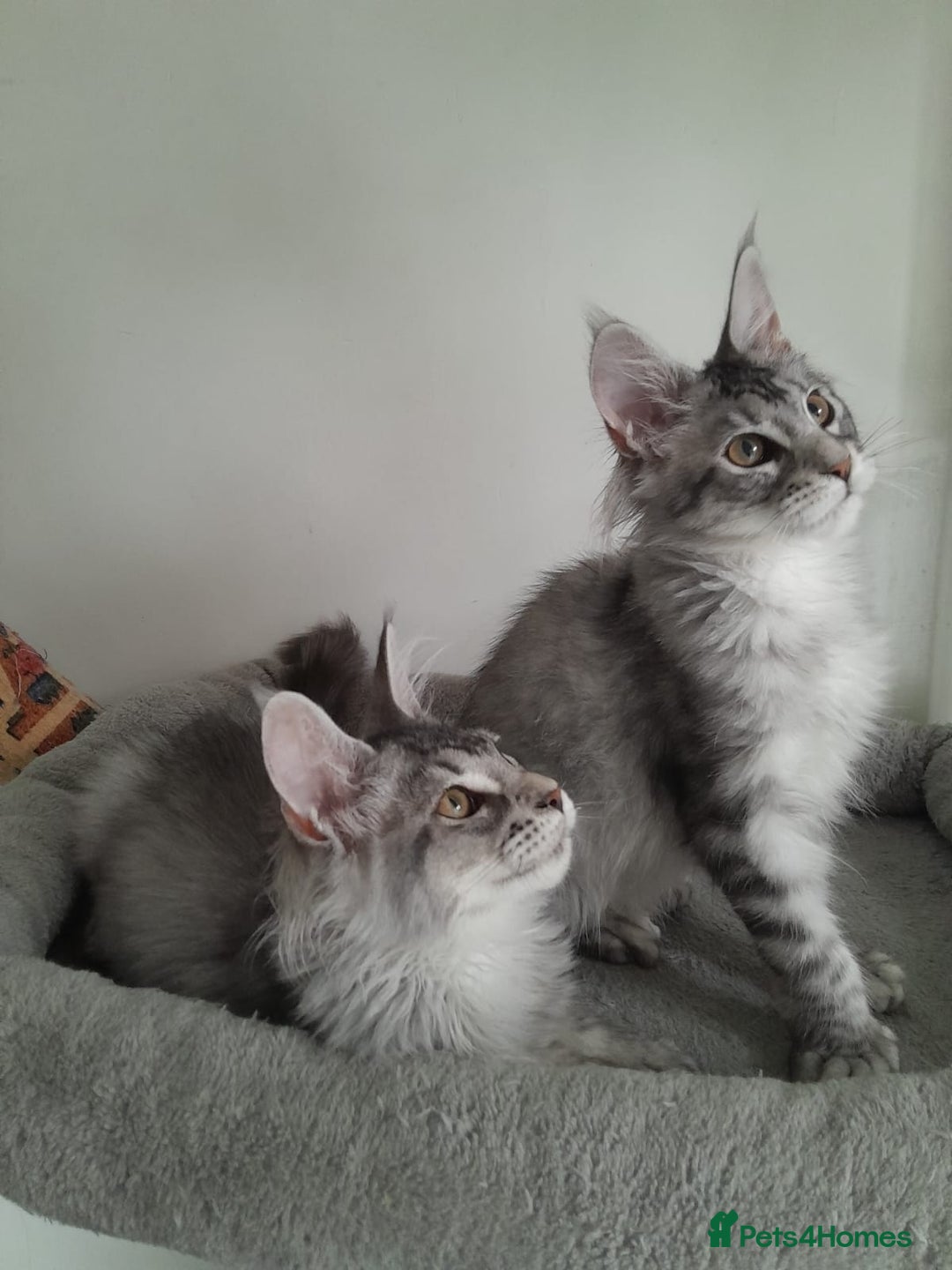 Maine Coon cats for sale: 3 maine coon girls black silver TICA pedigree - Image 12