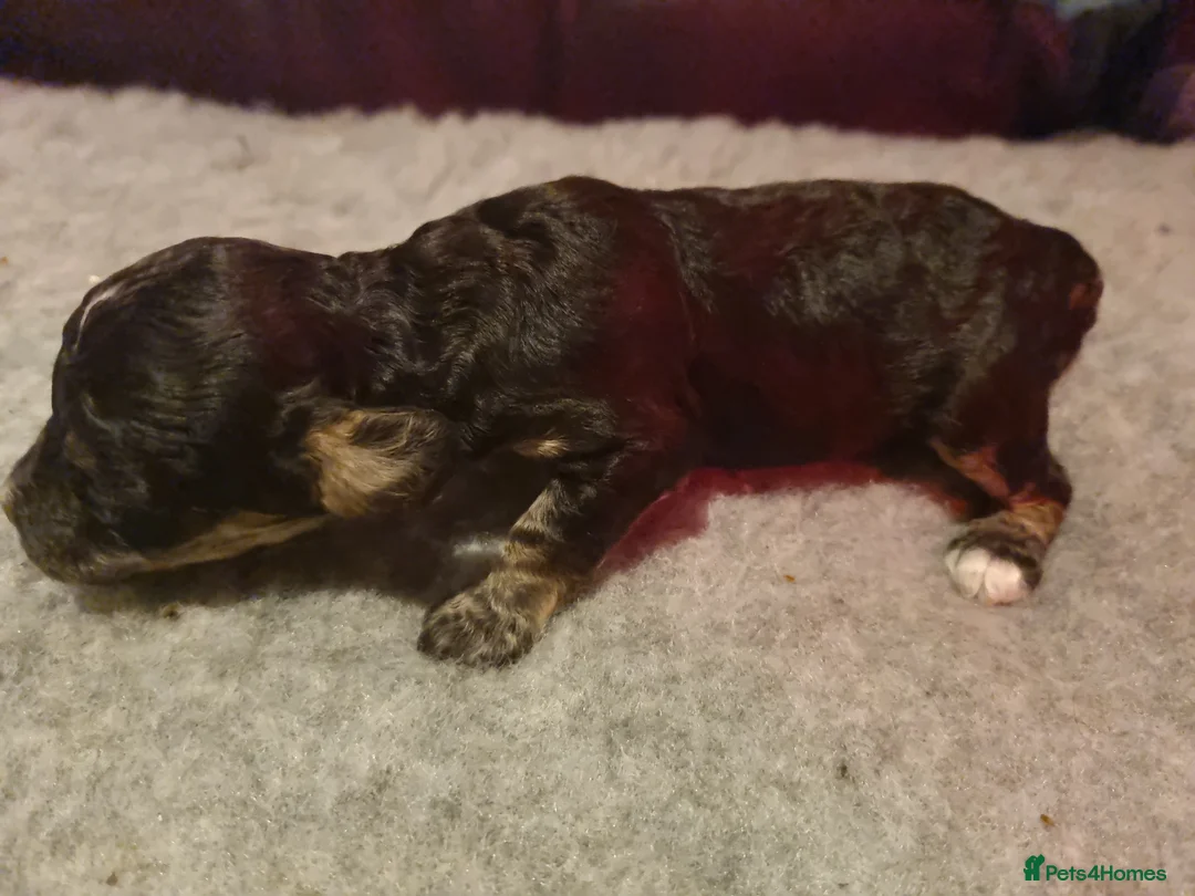 Cockapoo dogs for sale: Cockapoo puppies looking for their forever homes - Advert 20