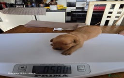 Labrador Retriever dogs for sale: KC REG Lab puppys x 2/11 ready to take home - Image 27
