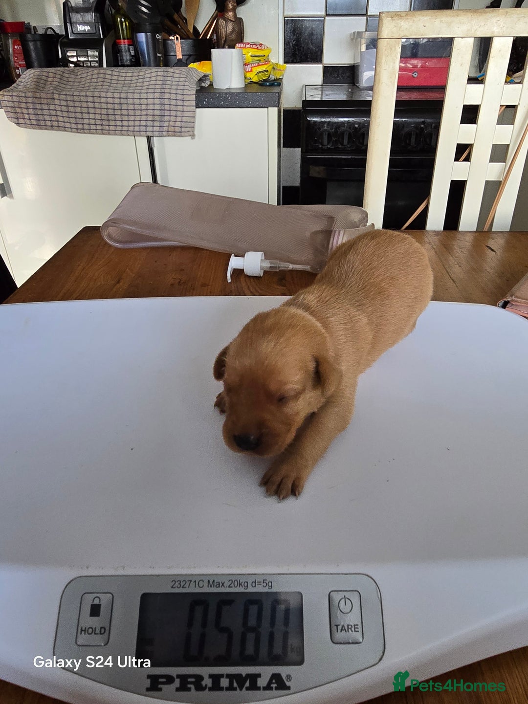 Labrador Retriever dogs for sale: KC REG Lab puppys x 2/11 ready to take home - Image 27
