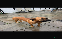 Mixed Breed dogs for sale: Beautiful Girl for sale  - Advert 2