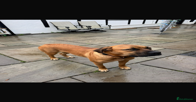 Mixed Breed dogs Beautiful Girl for sale  - Advert 6