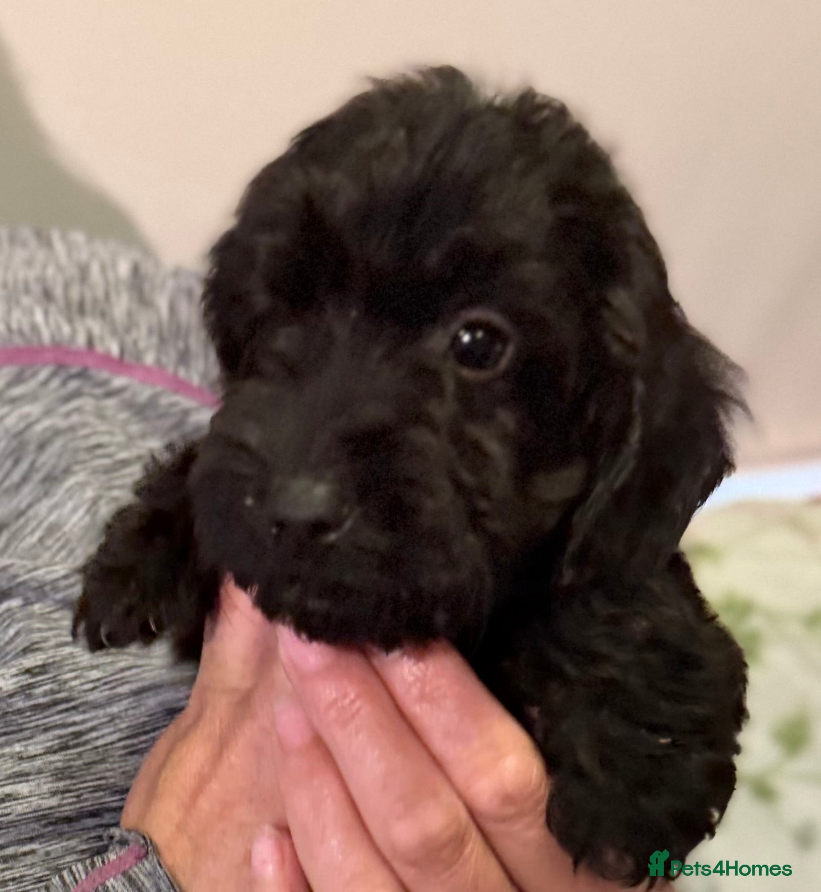 Cockapoo dogs Beautiful cockapoo puppies for sale - Advert 2