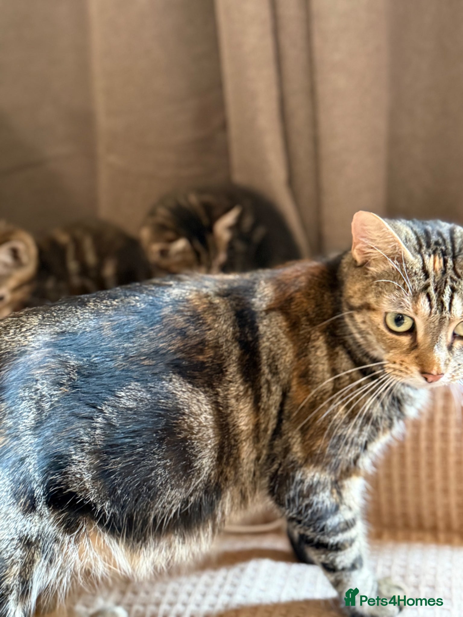 Domestic Shorthair cats Four beautiful kittens - Advert 1