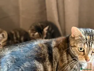 Domestic Shorthair cats Four beautiful kittens - Advert 1