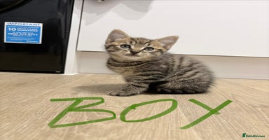 Mixed Breed cats - Advert 1