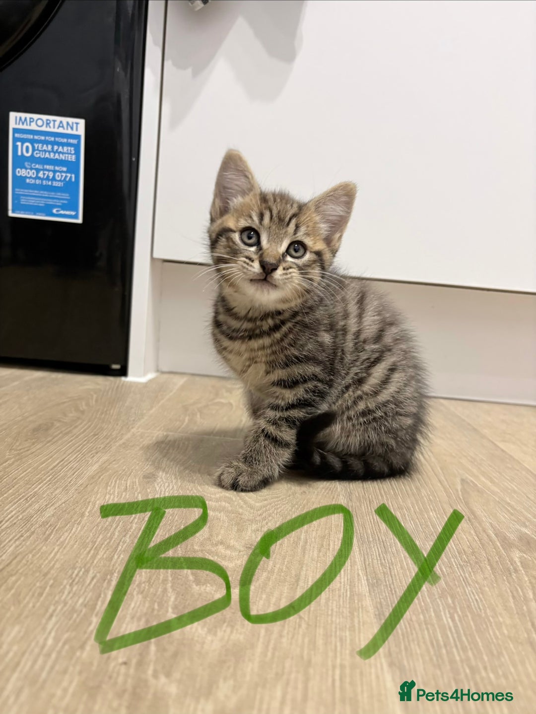 Mixed Breed cats for sale: Beautiful litter of kittens  - Image 2