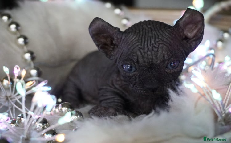 Sphynx cats - Advert 2