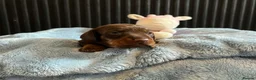 Miniature Dachshund dogs for sale: 4 Miniature Dachshund Puppies🐶🐾❤️ in Preston - Advert 7