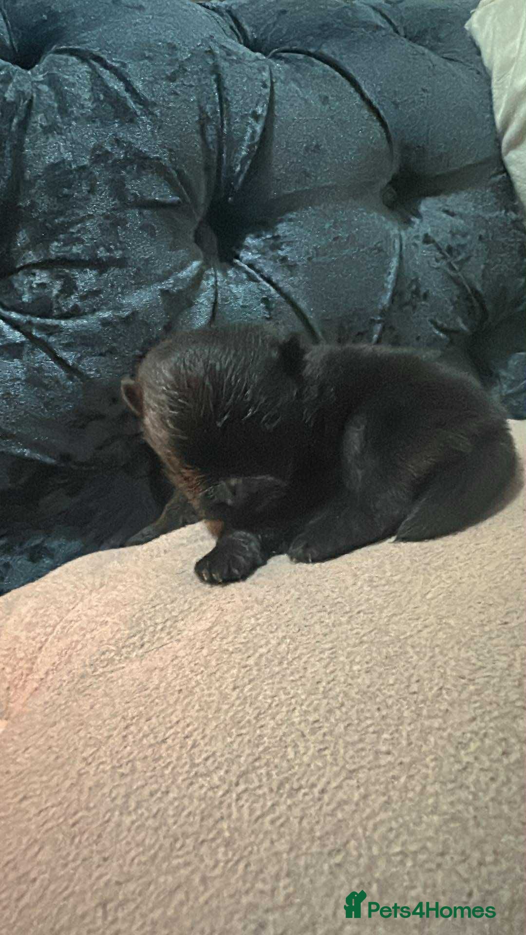 Pomeranian dogs for sale: Toy Pomeranian - Advert 23