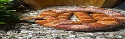 Corn Snake reptiles for sale: Corn snake plus full set up - Advert 1