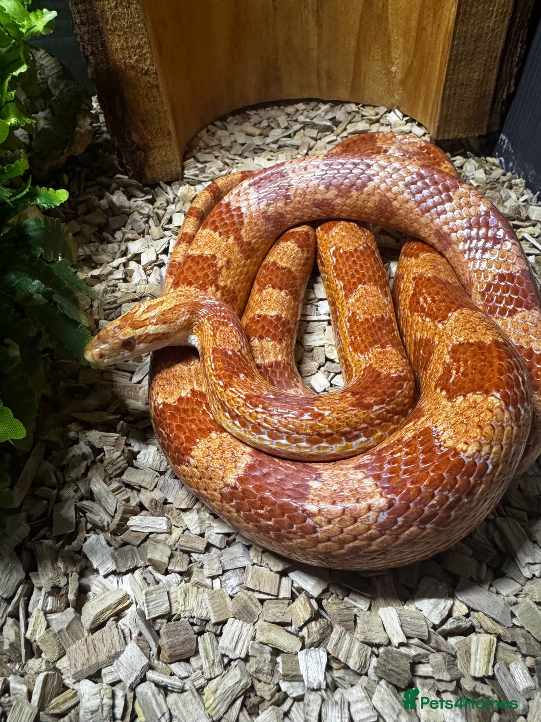 Corn Snake reptiles for sale: Corn snake plus full set up - Advert 1