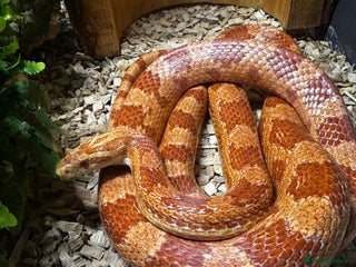 Corn Snake reptiles Corn snake plus full set up - Advert 1