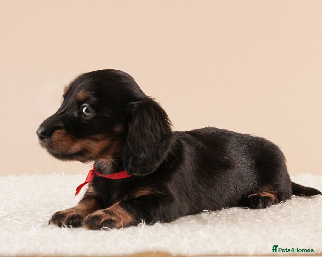 Miniature Dachshund dogs for sale: KC REG long hair miniature dachshund  - Image 10
