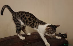 Bengal cats for sale: Bedazzled Early Generation Bengal kittens  - Image 3