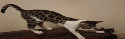 Mixed Breed cats for sale: G5 Asian Leopard Bengal X Kittens  - Advert 3