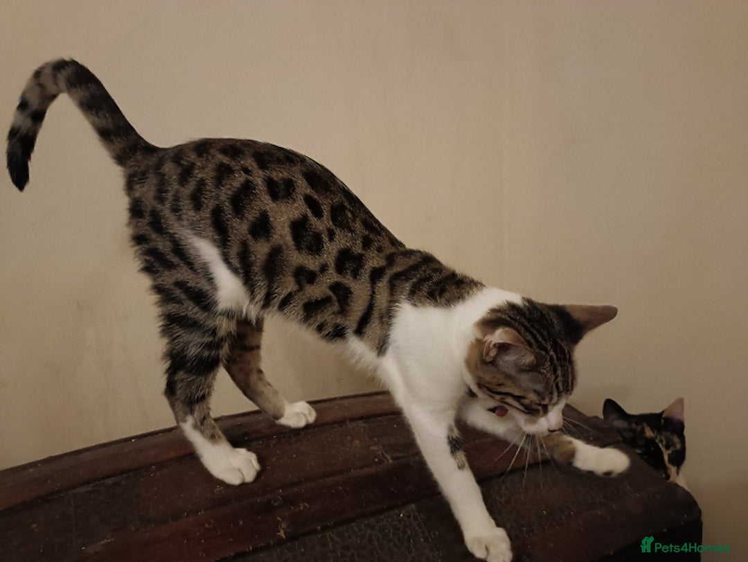 Bengal cats for sale: Bedazzled Early Generation Bengal kittens  - Image 3