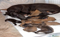 Mixed Breed dogs for sale: Deerhound greyhound lurcher pups  - Image 9