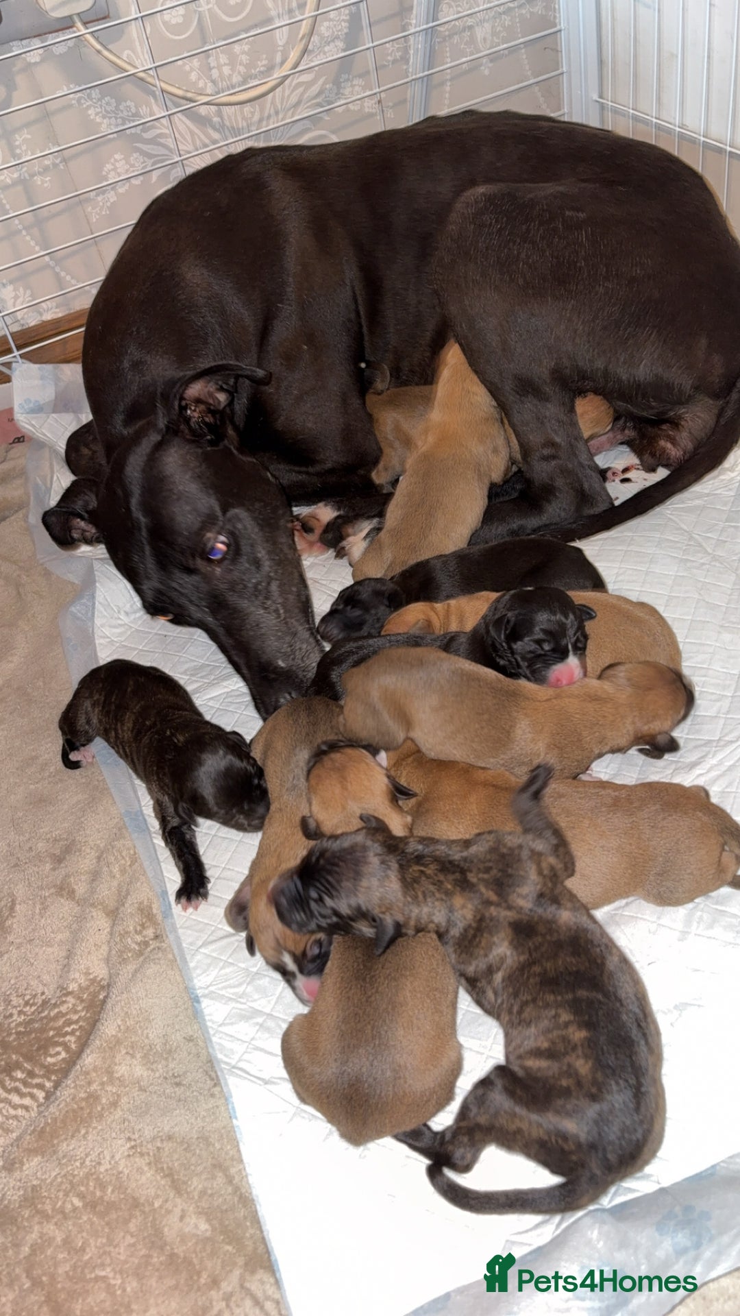 Mixed Breed dogs for sale: Deerhound greyhound lurcher pups  - Image 9