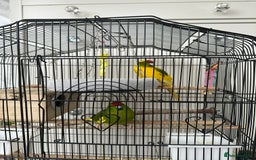 Parakeets birds for sale: 2 beautiful male and female kakarikis  - Image 5