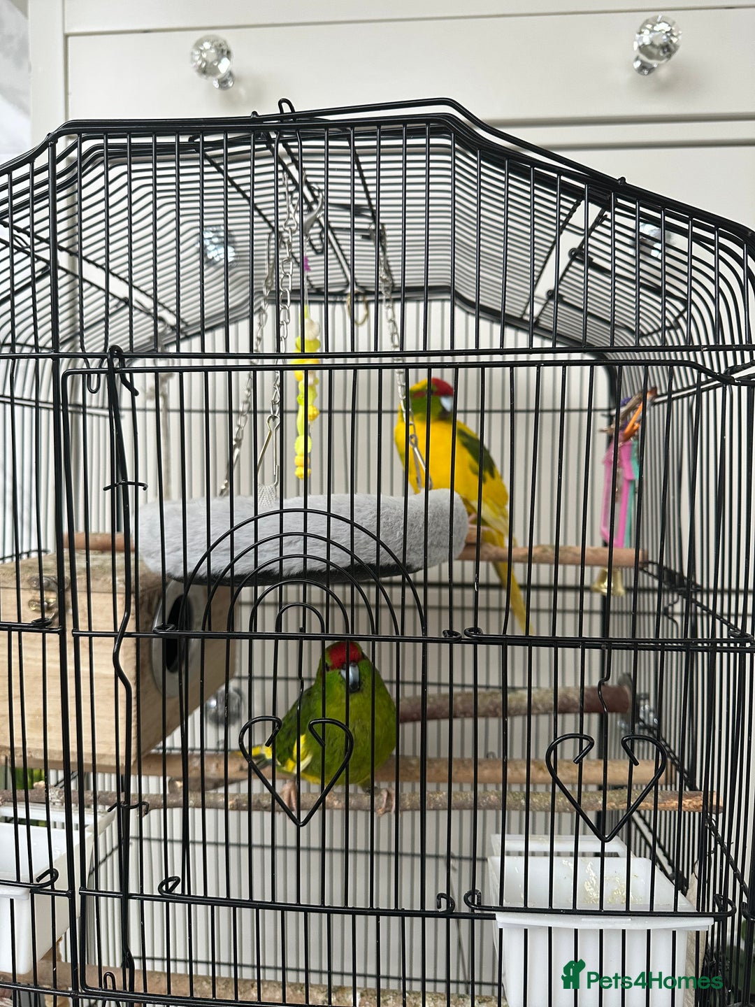 Parakeets birds for sale: 2 beautiful male and female kakarikis  - Image 5