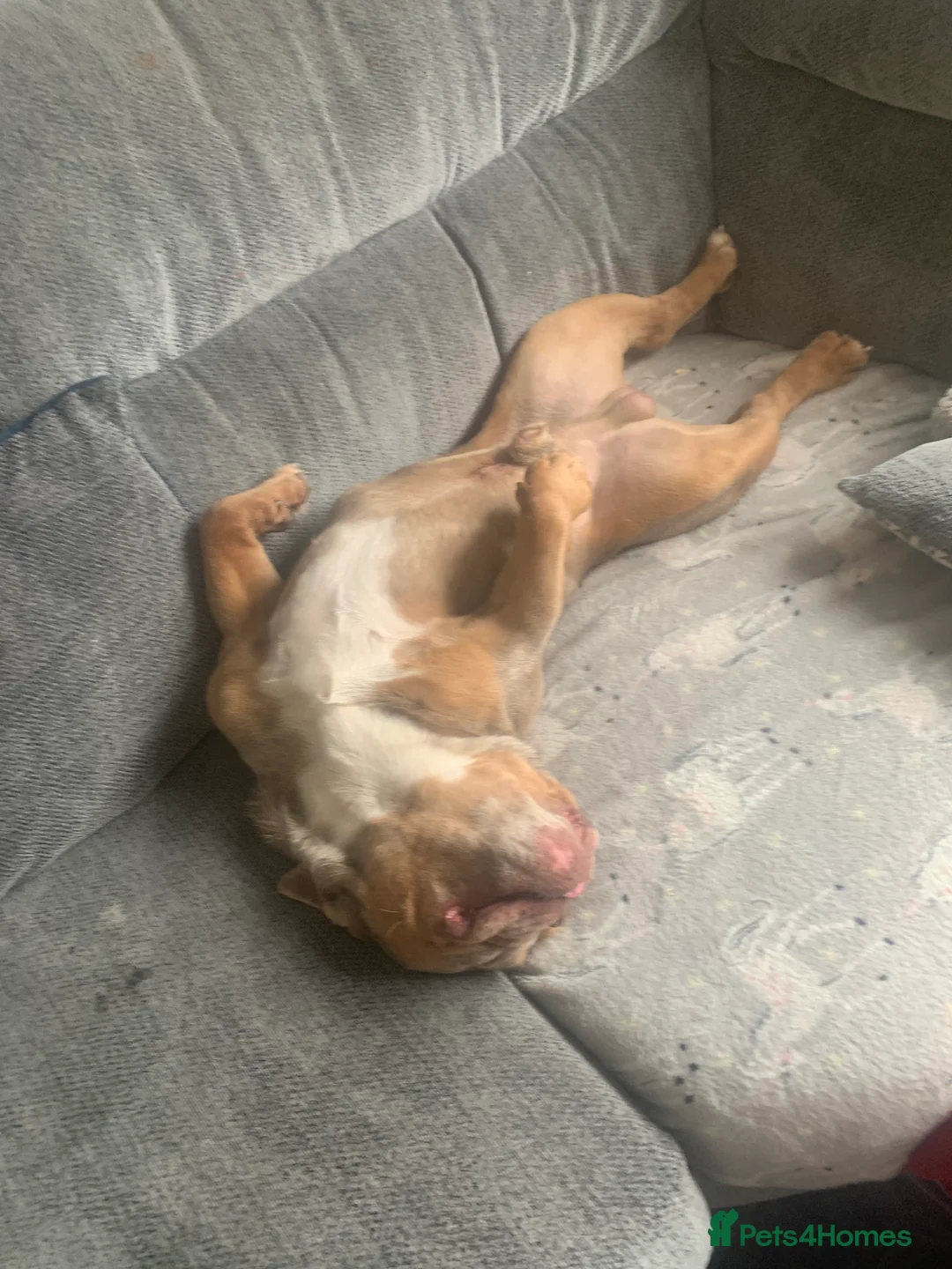 English Bulldog dogs for sale: Beautiful boy  - Advert 6