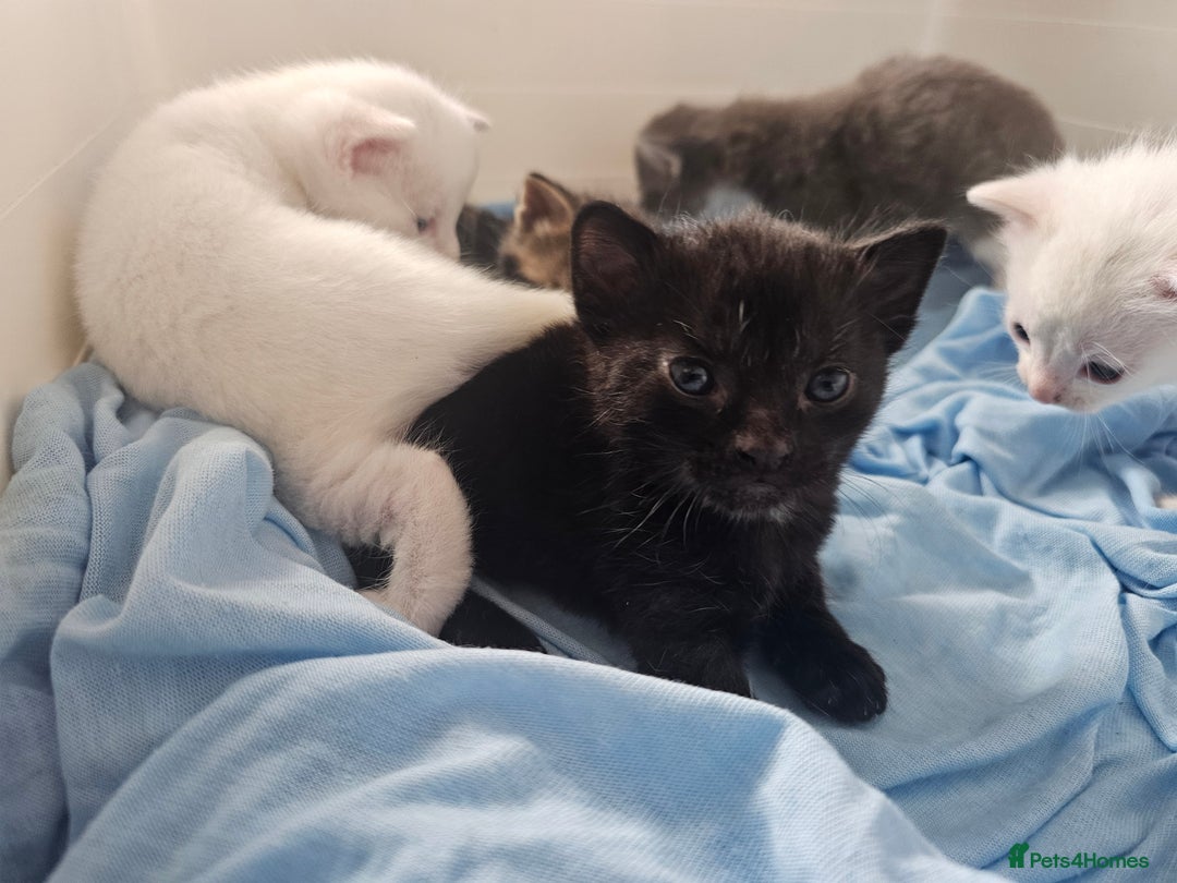 Mixed Breed cats for sale: Kittens Available to Reserve - Image 28