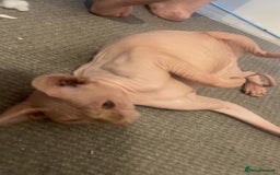 Sphynx cats for sale: Female sphynx cat  - Image 4
