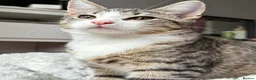 Mixed Breed cats for sale: Playful cute kittens looking for their home in Woodford Green - Advert 10