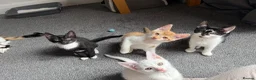 Mixed Breed cats for sale: 4 kittens for sale  - Advert 5