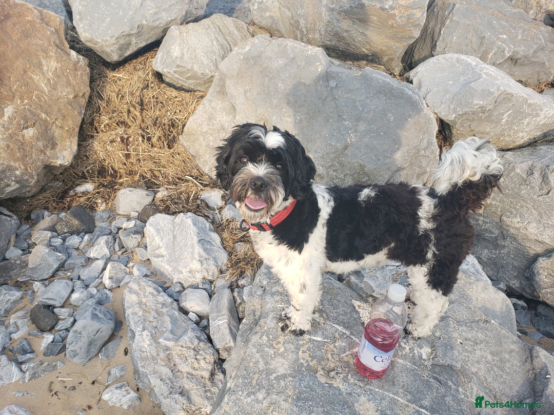 Mixed Breed dogs for sale: Shishon cross japanese chin  - Image 12